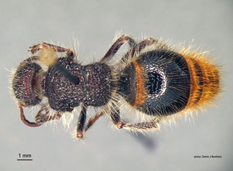 Pseudophotopsis_aurea (Klug) dorsal
