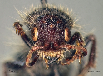 Pseudophotopsis_aurea (Klug) head