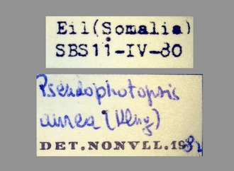 images/Pseudophotopsis_aurea (Klug) labels