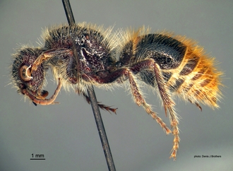 Pseudophotopsis_aurea (Klug) lateral