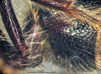 Pseudophotopsis_aurea (Klug) metasoma base