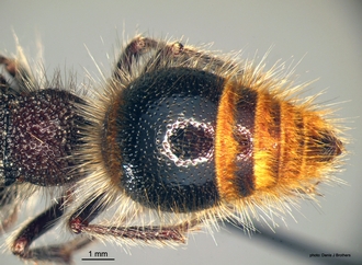 Pseudophotopsis_aurea (Klug) metasoma