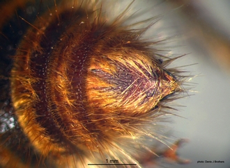 Pseudophotopsis_aurea (Klug) pygidium