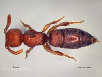 Rhopalomutilla_carinaticeps Bischoff female dorsal