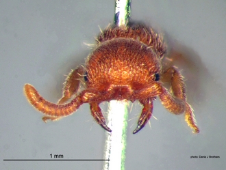 Rhopalomutilla_carinaticeps Bischoff female head