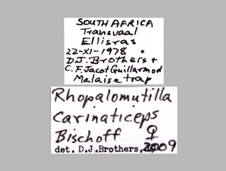 Rhopalomutilla_carinaticeps Bischoff female labels