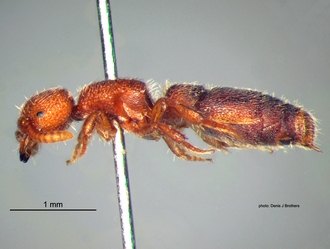 Rhopalomutilla_carinaticeps Bischoff female lateral