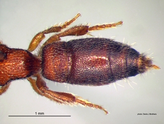 Rhopalomutilla_carinaticeps Bischoff female metasoma