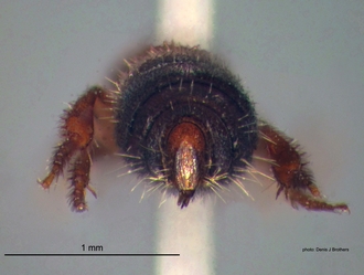 Rhopalomutilla_carinaticeps Bischoff female pygidium