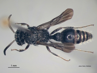 Rhopalomutilla_carinaticeps Bischoff male dorsal
