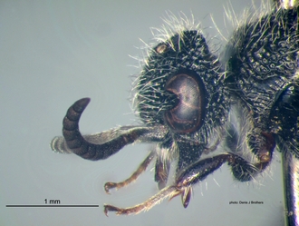 Rhopalomutilla_carinaticeps Bischoff male head lateral