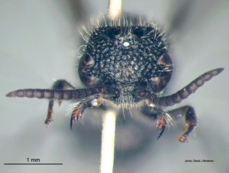 Rhopalomutilla_carinaticeps Bischoff male head