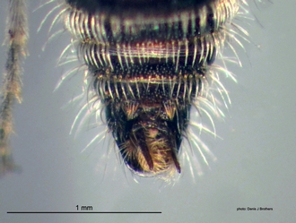Rhopalomutilla_carinaticeps Bischoff male hypopygium