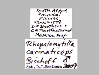 Rhopalomutilla_carinaticeps Bischoff male labels