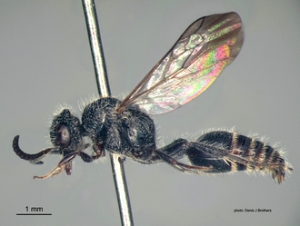 Rhopalomutilla_carinaticeps Bischoff male lateral