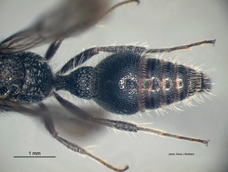 Rhopalomutilla_carinaticeps Bischoff male metasoma