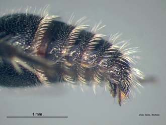 Rhopalomutilla_carinaticeps Bischoff male pygidium lateral