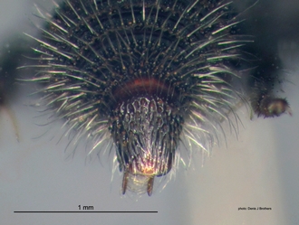 Rhopalomutilla_carinaticeps Bischoff male pygidium