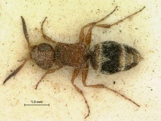 Nanomutilla_arnoldi_HT_SAM-HYM-A022007_habitus_dorsal