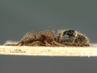Nanomutilla_arnoldi_HT_SAM-HYM-A022007_habitus_lateral