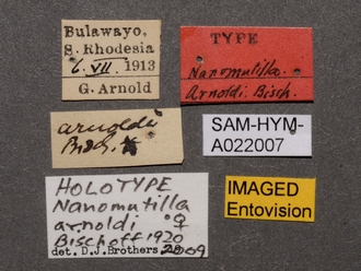 Nanomutilla_arnoldi_HT_SAM-HYM-A022007_labels