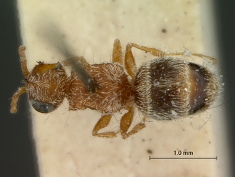 Nanomutilla_dentifera_HT_SAM-HYM-A022008_habitus_dorsal