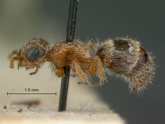 Nanomutilla_dentifera_HT_SAM-HYM-A022008_habitus_lateral