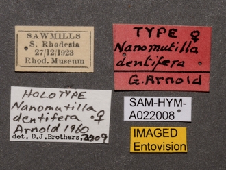 Nanomutilla_dentifera_HT_SAM-HYM-A022008_labels