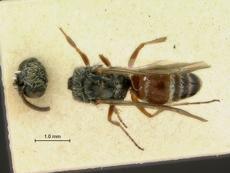 Nanomutilla_stevensoni_HT_SAM-HYM-A022009_habitus_dorsal