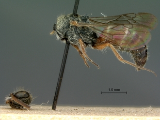 Nanomutilla_stevensoni_HT_SAM-HYM-A022009_habitus_lateral