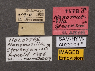 Nanomutilla_stevensoni_HT_SAM-HYM-A022009_labels