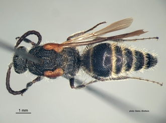 Areotilla_areolata Bischoff dorsal