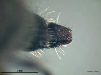 Areotilla_areolata Bischoff hypopygium