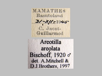 Areotilla_areolata Bischoff labels
