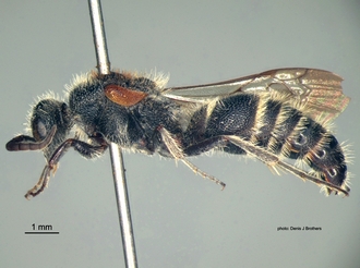 Areotilla_areolata Bischoff lateral