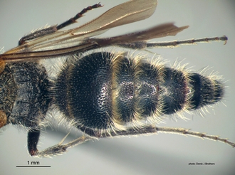 Areotilla_areolata Bischoff metasoma