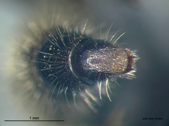 Areotilla_areolata Bischoff pygidium