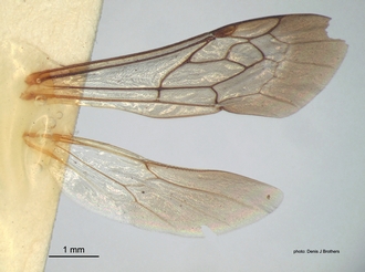 Areotilla_areolata Bischoff wings