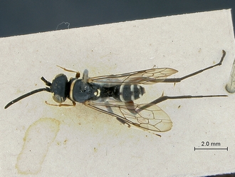 Ceropales_africana_PT_SAM-HYM-A002793_habitus_dorsal
