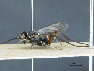 Ceropales_africana_PT_SAM-HYM-A002793_habitus_lateral