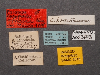 Ceropales_africana_PT_SAM-HYM-A002793_labels
