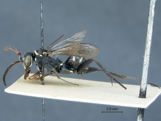 Ceropales_karooensis_waltoni_HT_SAM-HYM-A001381_habitus_lateral