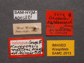 Ceropales_karooensis_waltoni_HT_SAM-HYM-A001381_labels