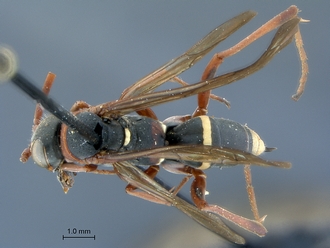 Ceropales_latifasciatus_jucundus_HT_SAM-HYM-A002787_habitus_dorsal
