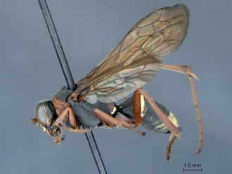 Ceropales_latifasciatus_jucundus_HT_SAM-HYM-A002787_habitus_lateral
