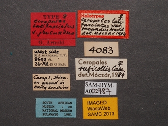 Ceropales_latifasciatus_jucundus_HT_SAM-HYM-A002787_labels