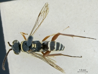 Ceropales_lawrencei_PT_SAM-HYM-A001382_habitus_dorsal