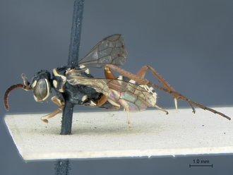 Ceropales_lawrencei_PT_SAM-HYM-A001382_habitus_lateral