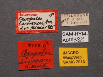 Ceropales_lawrencei_PT_SAM-HYM-A001382_labels
