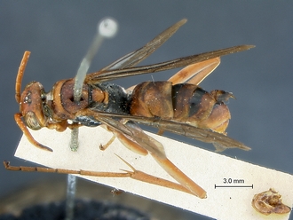 Ceropales_scobinifera_PLT_SAM-HYM-A001375_habitus_dorsal